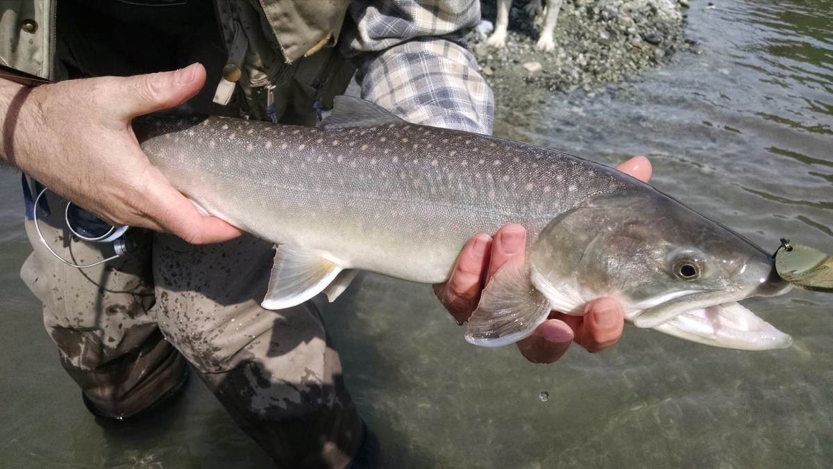 Opening Day for 2018 trout fishing season is April 24