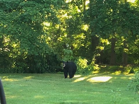 A photo of the bear spotted Tuesday, provided by the South Kingstown Police Department.