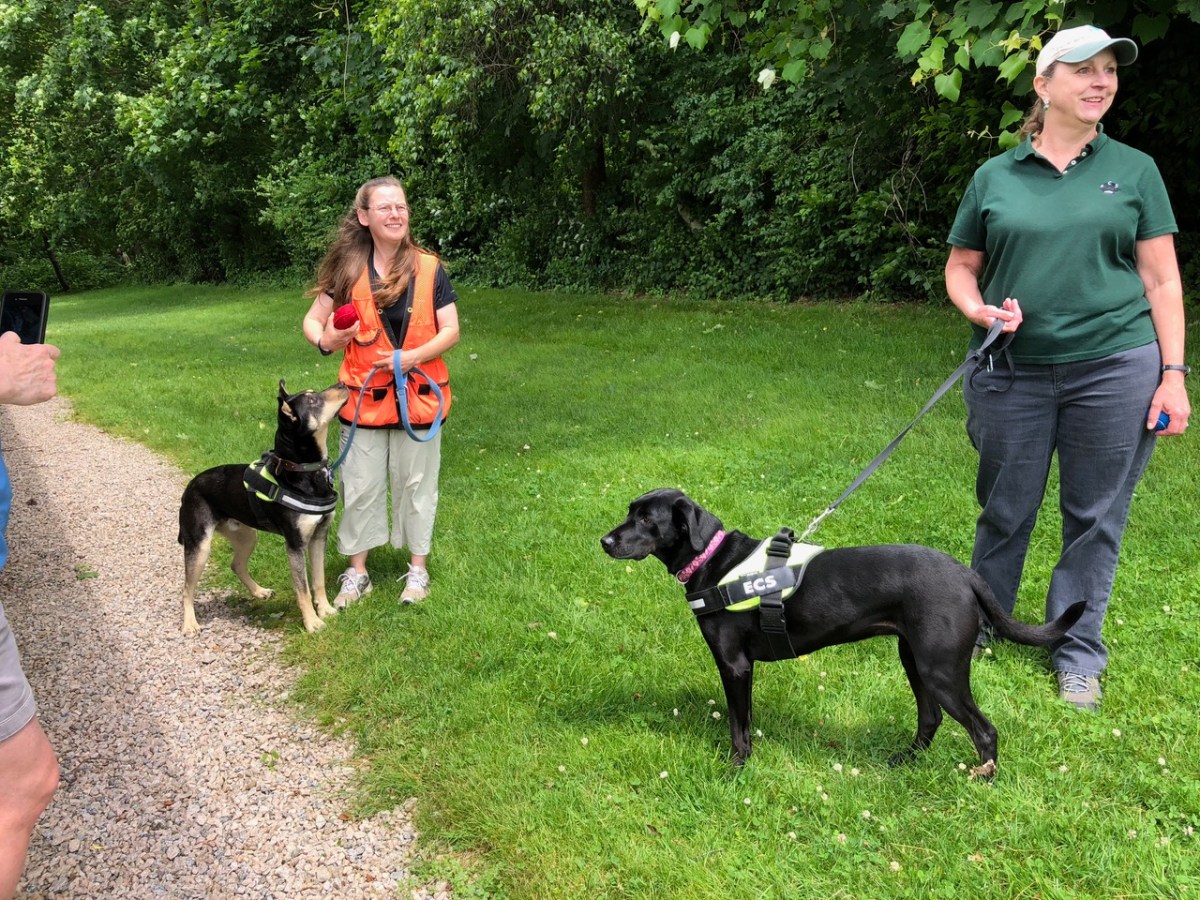 K9 handlers prepare their dogs, Kai and Remi, for a canine detection demonstration in Narragansett.