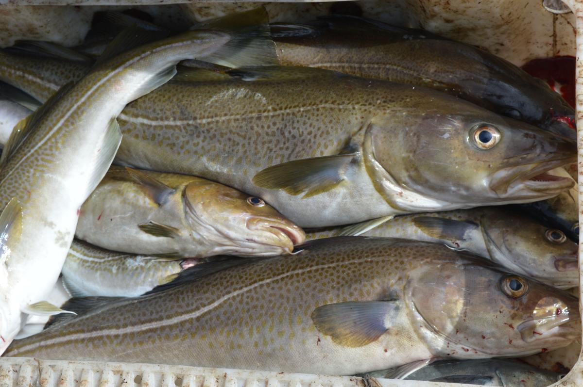 Cod