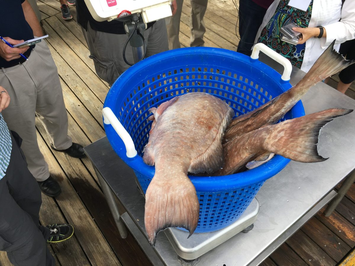 Red Grouper are weighed in Florida before being shipped to a near-by restaurant.