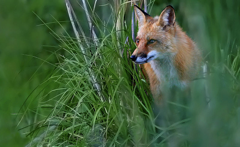 An eastern red fox photographed in Virgina