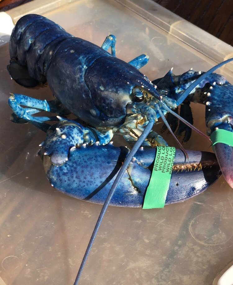 This blue lobster was caught and brielfy on display at The Newport Lobster Shack.