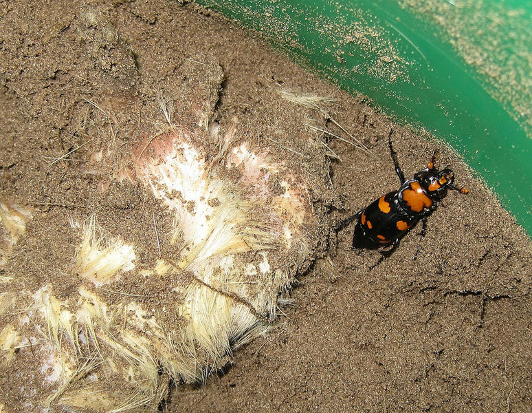 American burying beetle