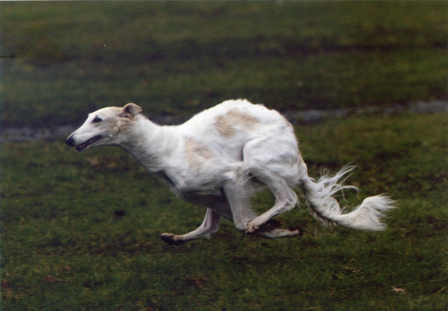 A borzoi sighthound similar to Pagan, the dog that went missing after a dog show at the University of Rhode Island.