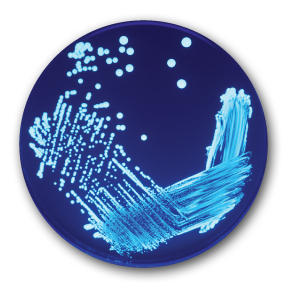 There are now 12 cases of Legionnaire's disease from the Hampton case.