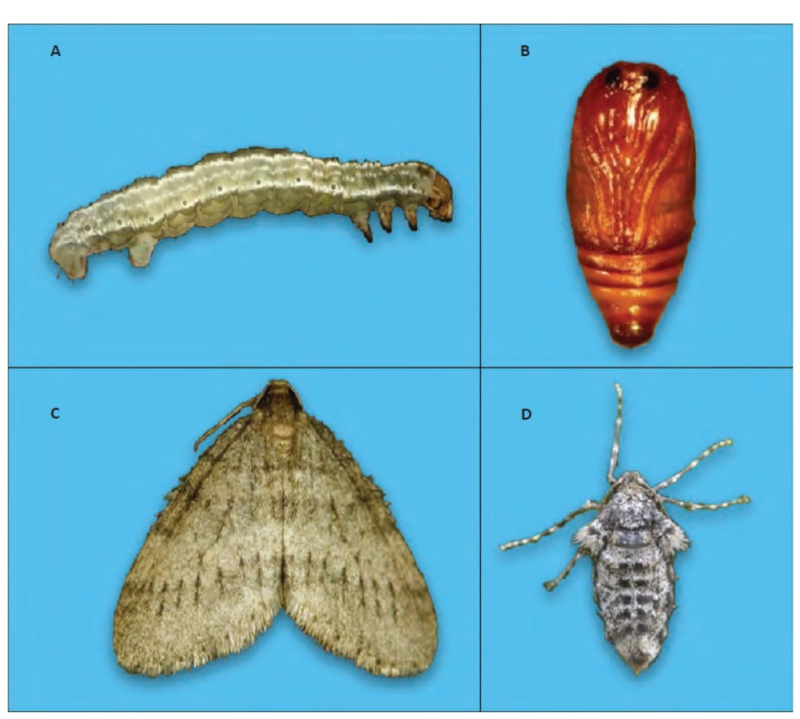 Various life stages of the winter moth.