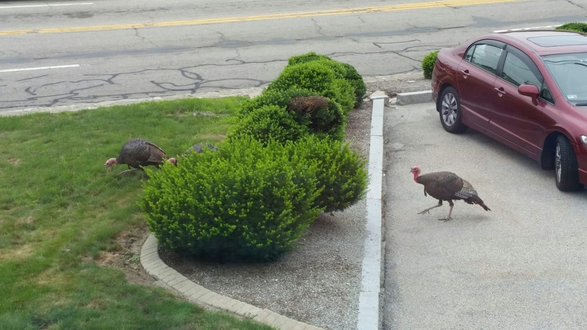 The original gaggle of three grazes in a small patch of greenery downtown.