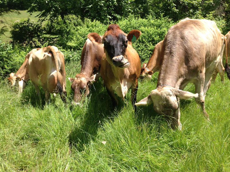 Jersey cows grazing in Shelburne, Massachusetts.