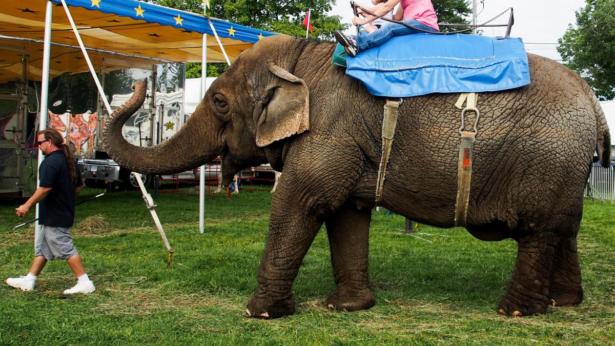 Tim Commerford leads his elephant Beulah and two customers at the Goshen Fair in Goshen, Connecticut, in August.