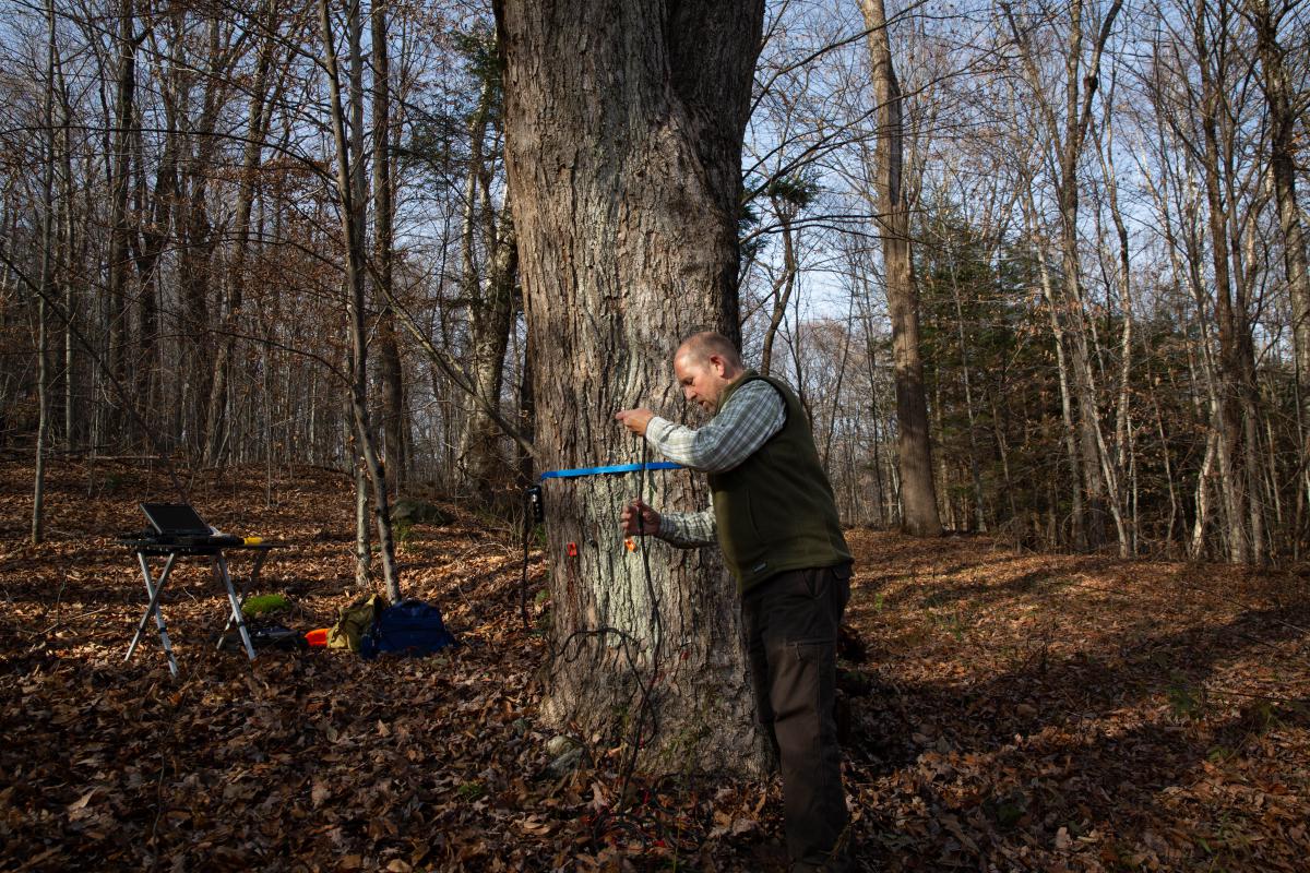 "What's going on inside of these trees is, kind of, hidden to us for the most part," Marra said. His team performed tomographs on trees in northwest Connecticut.