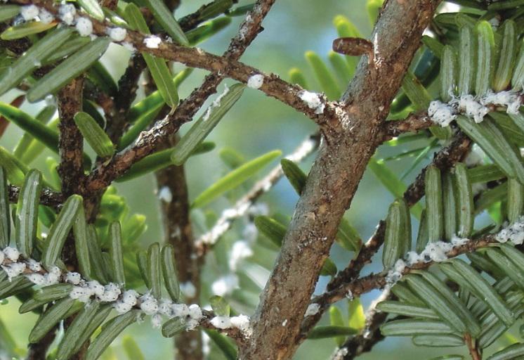 Hemlock woolly adelgid on an eastern hemlock tree.