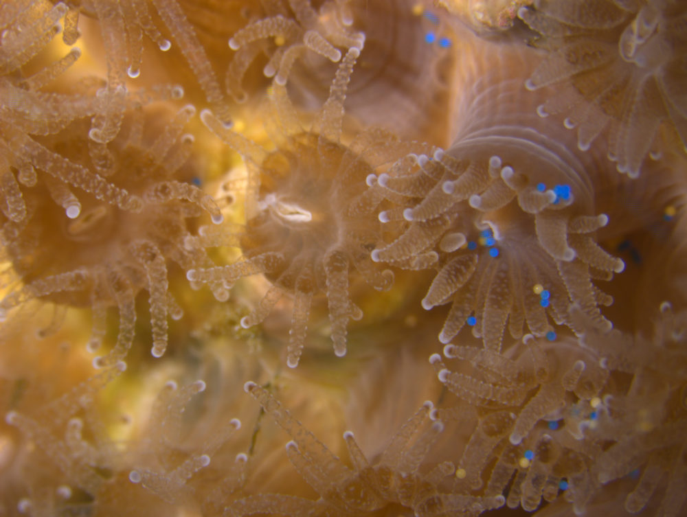Boston Univeristy researchers recently discovered that coral is consuming microplastics polluting the ocean.