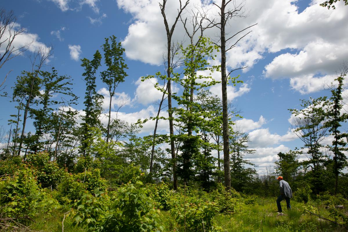 Dan Evans, right, says a recent survey found more than 19,000 hazard trees on state land. Of those, about 8,500 were oaks. A high percentage of oak mortality can be attributed to gypsy moths, which flourished in recent years.