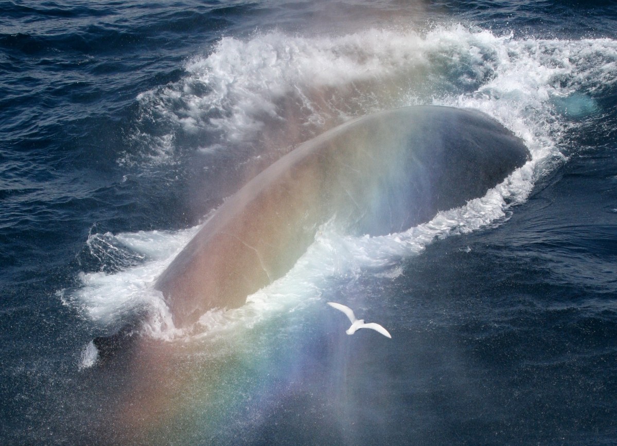 An Antarctic blue whale