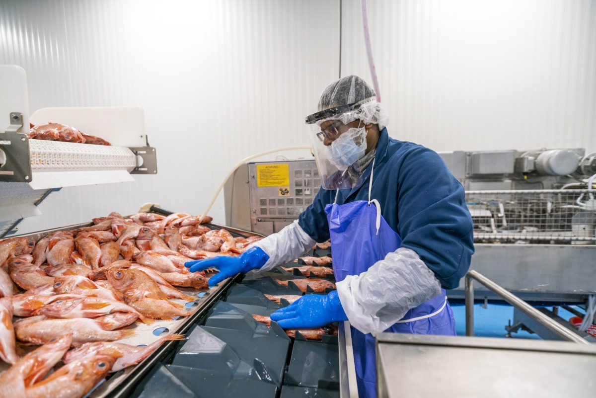 A fish plant worker processing seafood at Blue Harvest Fisheries in New Bedford. Workers were provided face shields to prevent a spread of the coronavirus on the plant floor.