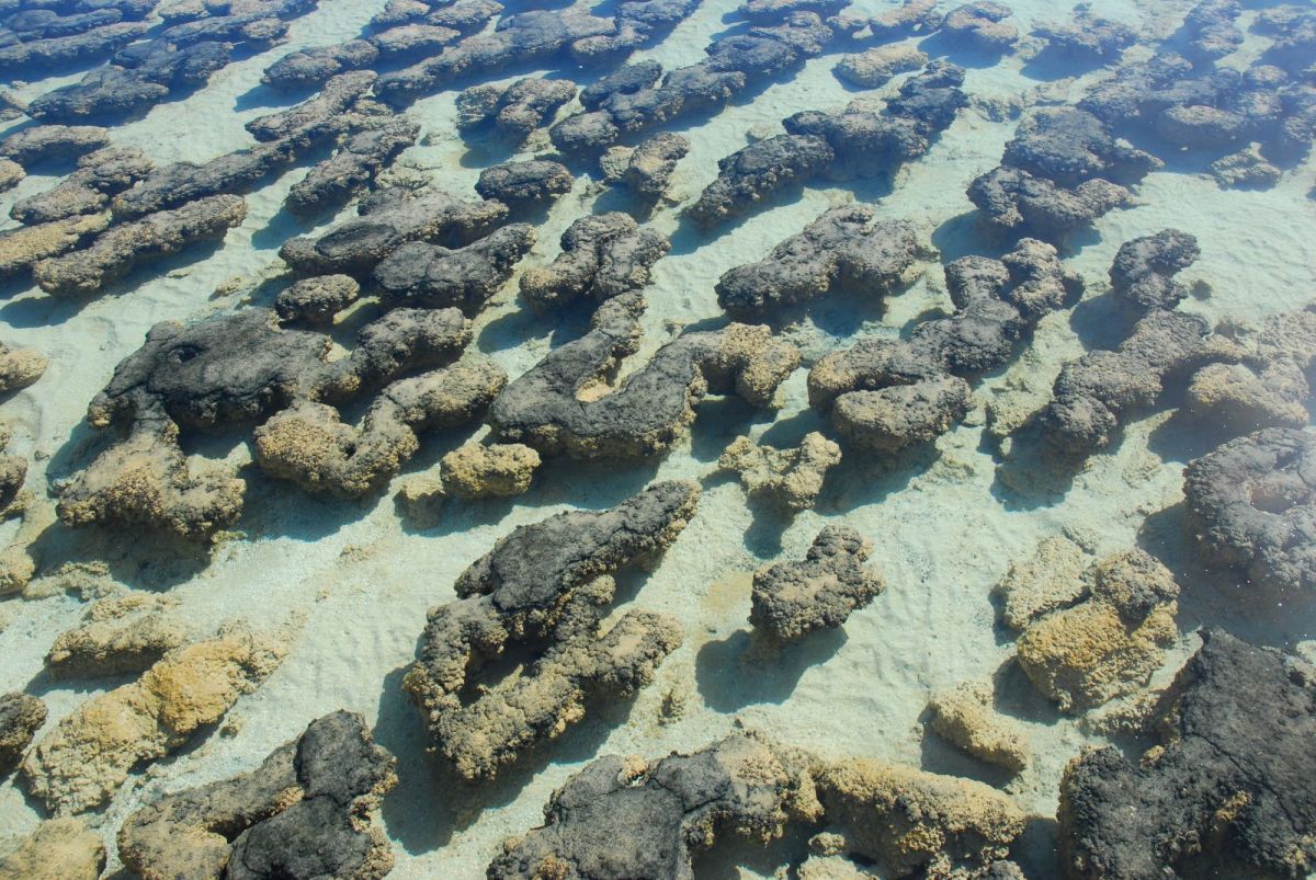 Stromatolites