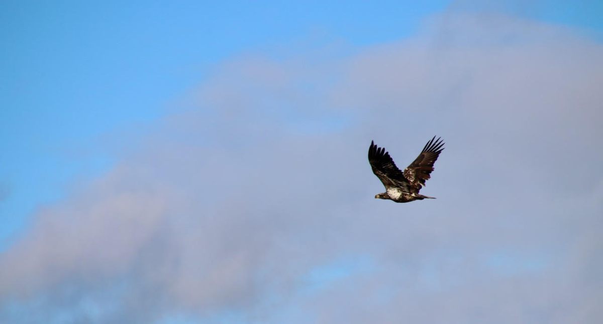 Juvenile bald eagle flying over Narragansett Bay near Cranston, RI