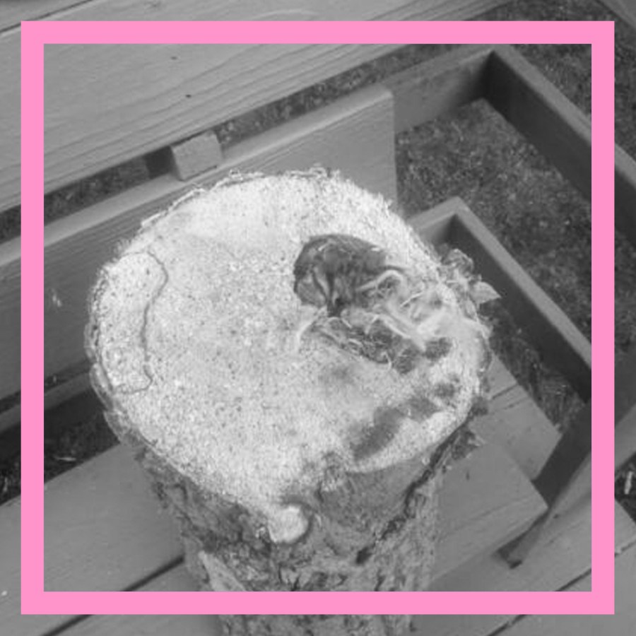 The log that housed the baby birds