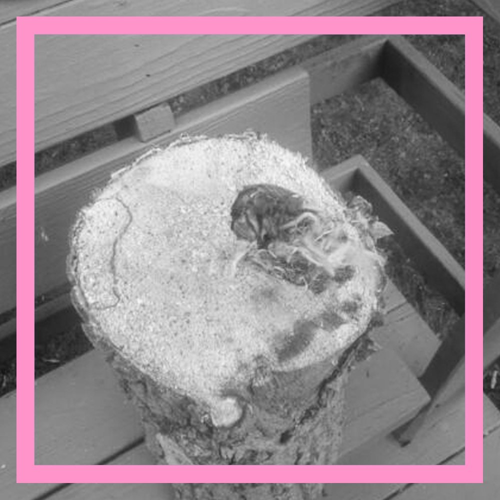 The log that housed the baby birds