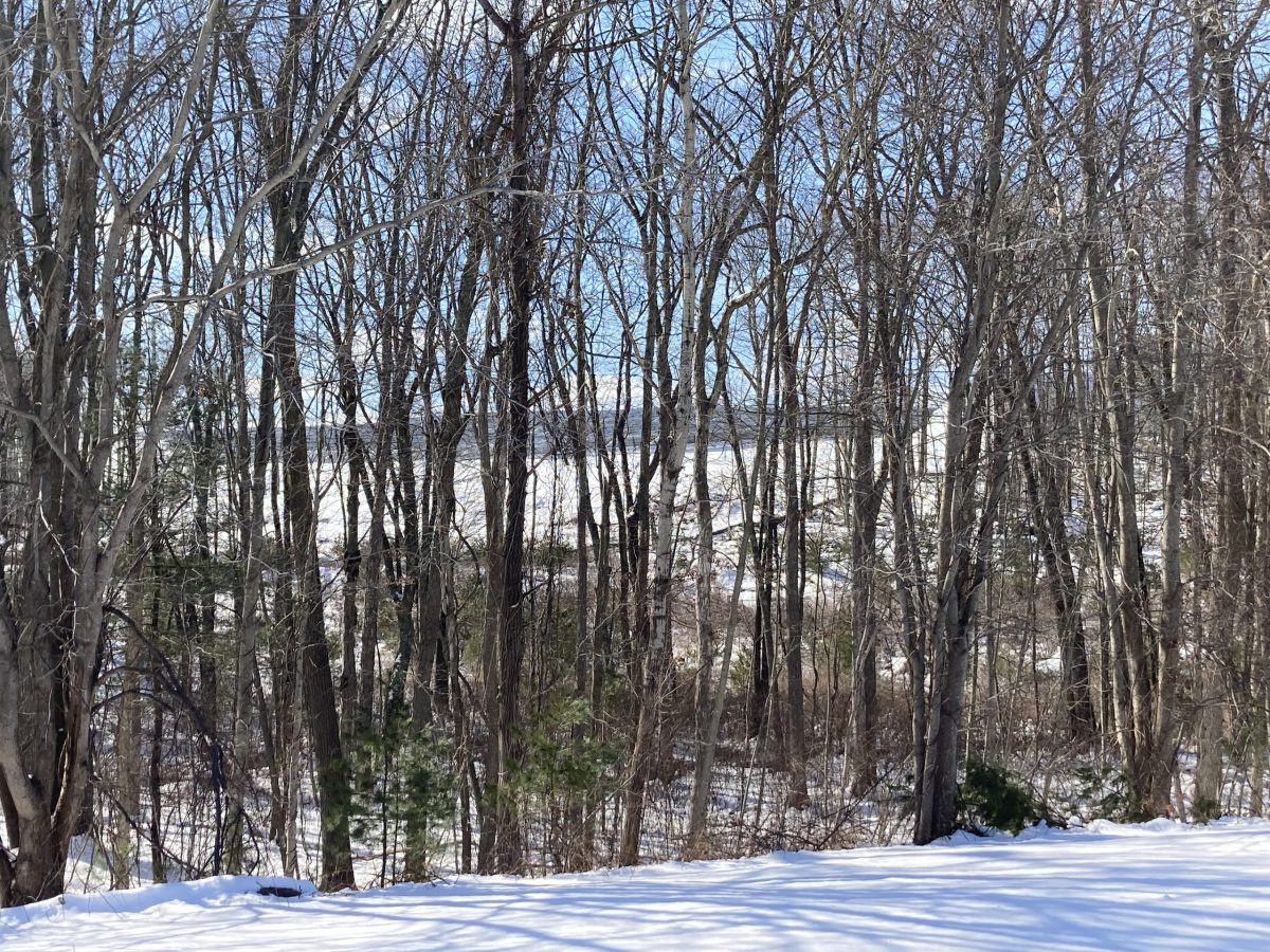 Solar panels installed on Whortleberry Hill in North Smithfield, seen through trees.