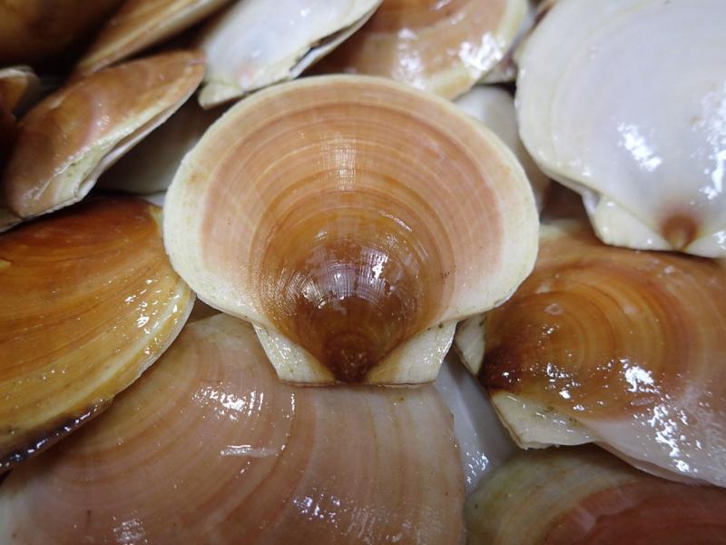 In 2020, scallops accounted for 84 percent of seafood revenue in New Bedford.