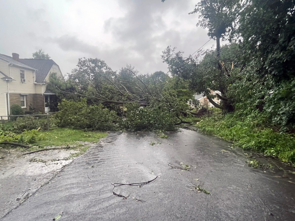 Storms toppled a tree on George Waterman Rd. in Johnston on Friday, Aug. 18.