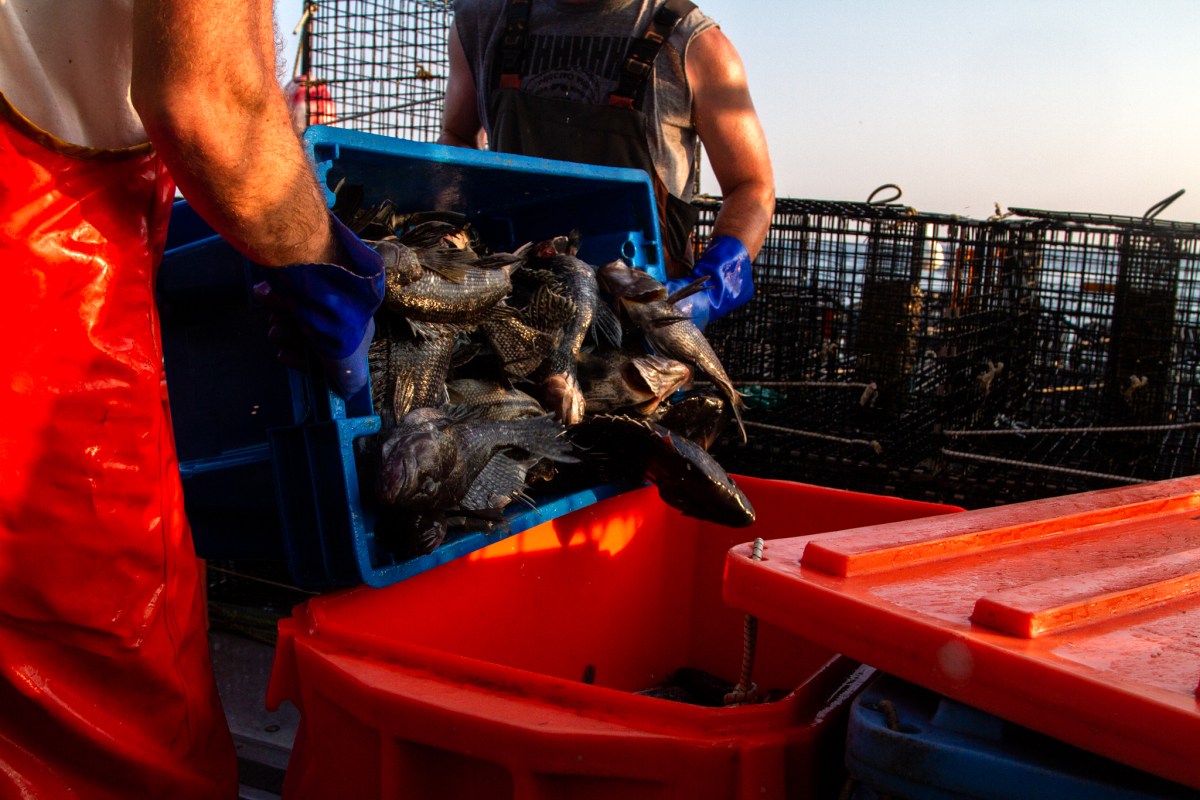 Charlie Borden’s goal is always to fish the limit. With his Mass. permit, that’s 500 pounds per day.