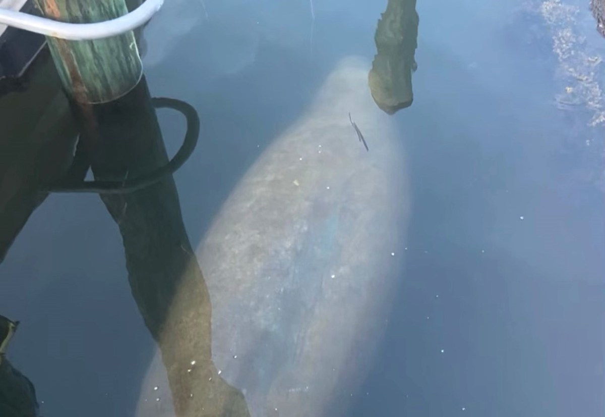 According to the Rhode Island Department of Environmental Management, the manatee was first spotted by a fishing group and then confirmed by scientists from the Mystic Aquarium.