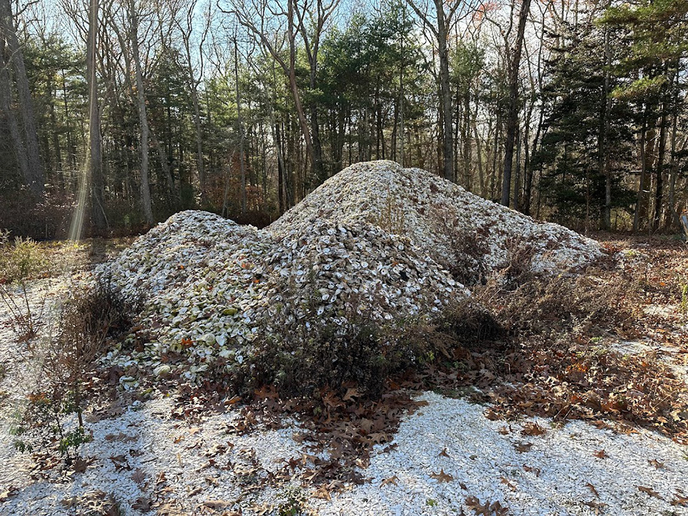 A large pile of oyster shells in a clearing