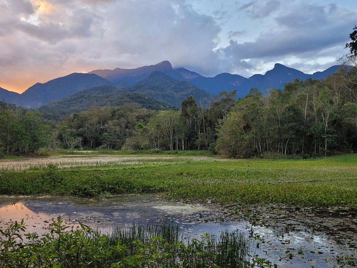 A marshy area, a forest of trees, and a mountain in the background