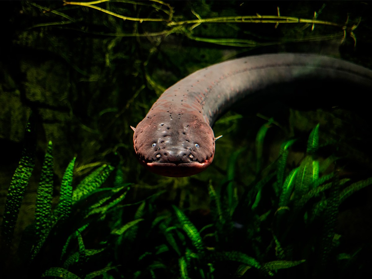 Electric Eel in a fishtank