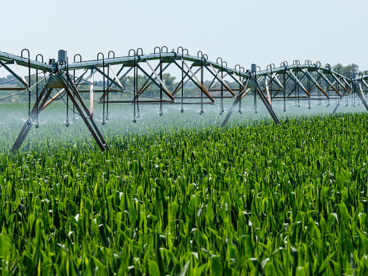 A field of crops being watered by an irrigation pivot