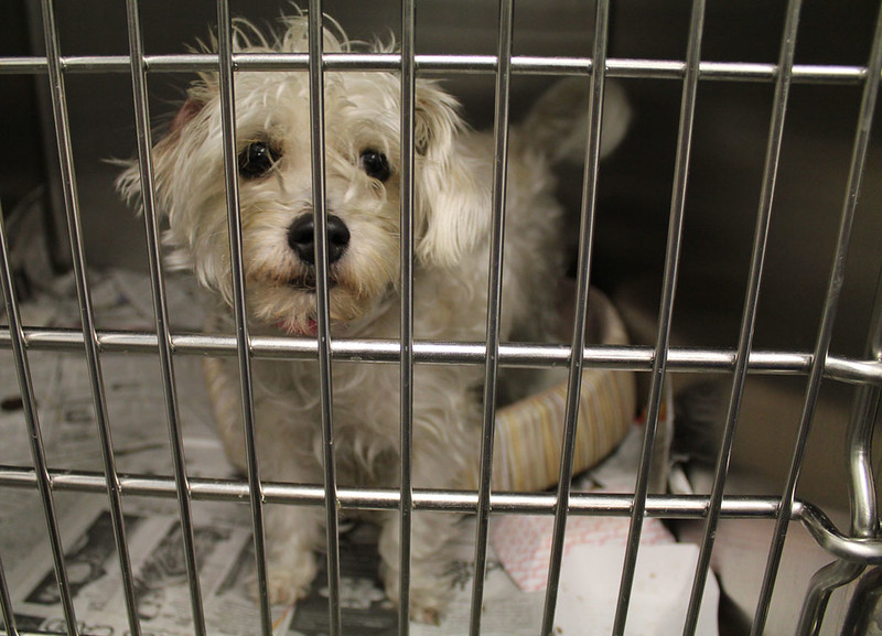 small white dog within cage at animal shelter